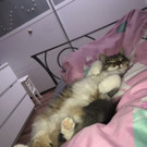 Satteins vermisste langhaar Katze