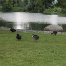 IMG_0331.JPG
