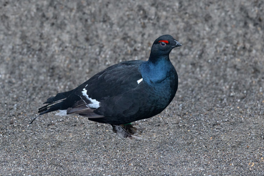 Birkhahn1.jpg
