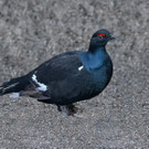 Birkhahn1.jpg