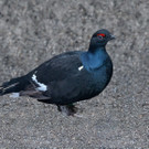 Frühschoppen im Wildpark (2019)