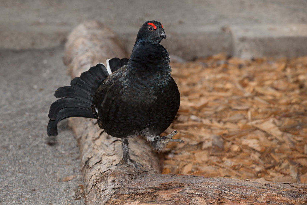 Birkhahn2.jpg