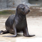 Robbe1 _002_.jpg