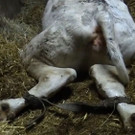 Unglaubliche Tierquälerei im Allgäu