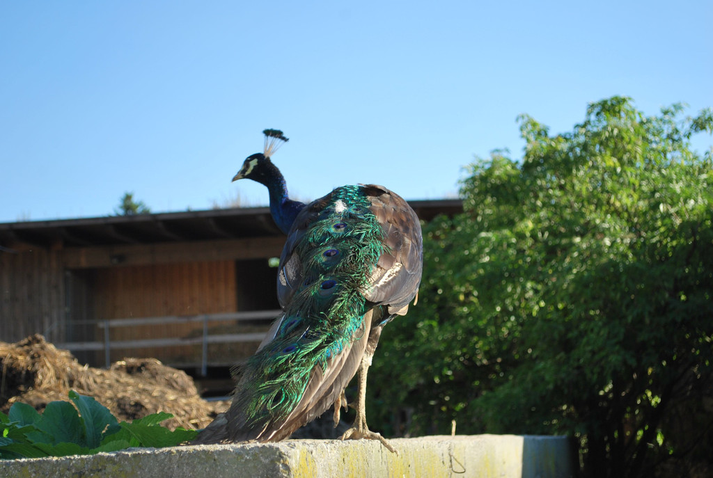 DSC_1565.JPG