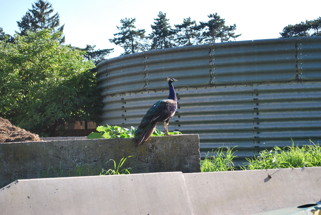 DSC_1558.JPG