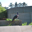 DSC_1558.JPG