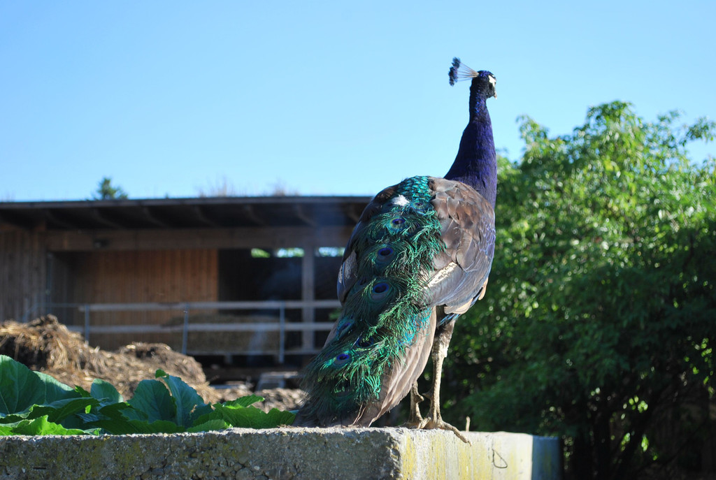 DSC_1568.JPG