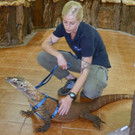 Komodo-Drachen gehen Gassi