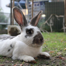 Hasen und Stall