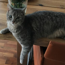 Coco vermisst