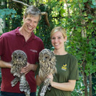 Habichtskäuze im Tiergarten Schönbrunn