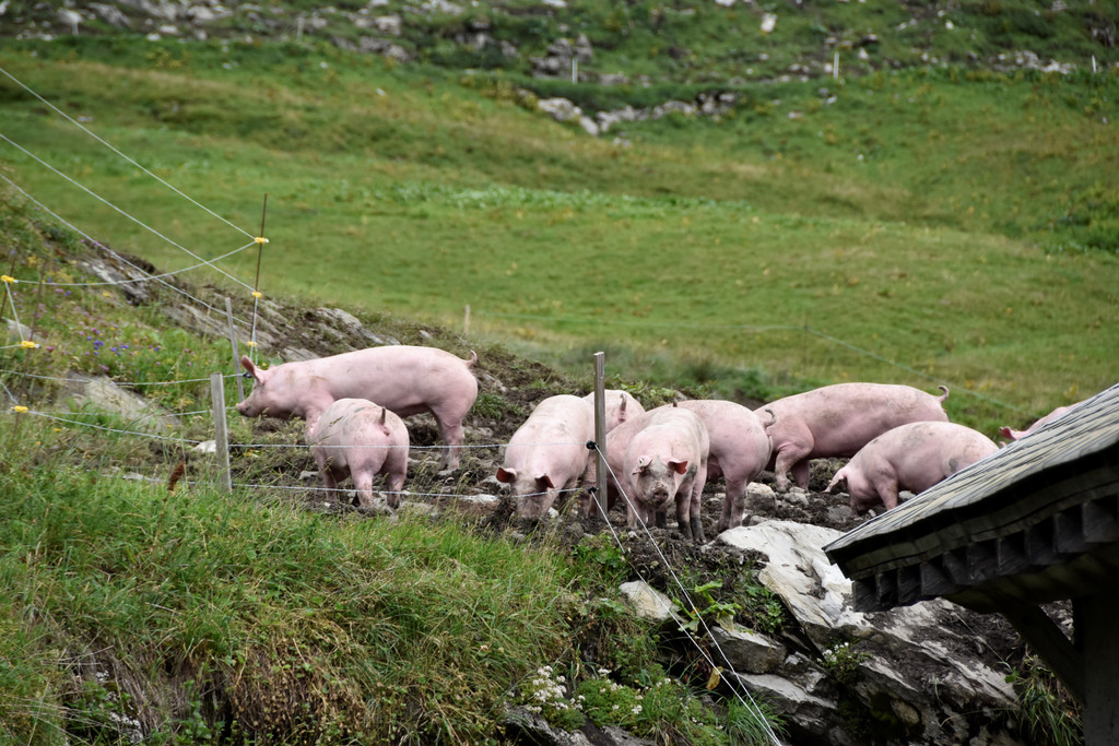 Running Alpschwein 2019 __ MG Rankweil _115_.JPG