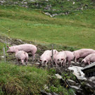 Running Alpschwein 2019 __ MG Rankweil _115_.JPG