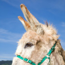 OETV_Pressefoto_Stockerau_5_Bau Update_Esel.jpg
