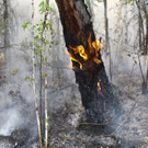 Russia_Forest_Fires_64454.jpg