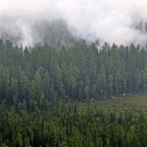 Russia_Forest_Fires_36572.jpg