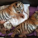 OETV_gerettete Tigerbabies_1.jpg