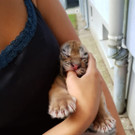 OETV_gerettete Tigerbabies_2.jpg