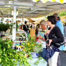 Kräutermarkt lud zum Stöbern