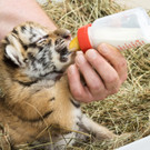 Tiger-Babys in Wien