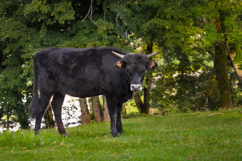 Auerochsenkalb Olga.jpg