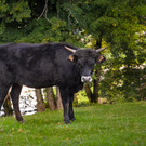 Auerochsenkalb Olga.jpg