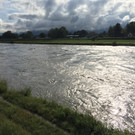 Hochwasser Rhein bei Höchst
