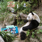 Yuan Yuan wird 20 Jahre