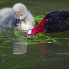 20150429hk 18.JPG