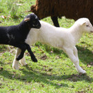 Doppelmayr Zoo08.jpg