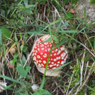 IMG_2611.JPG