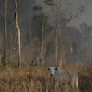 Brazil_Amazon_Fires_30580.jpg