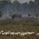 APTOPIX_Brazil_Amazon_Fires_78884.jpg