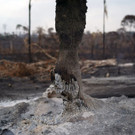Brazil_Amazon_Fires_19667.jpg