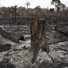 Brazil_Amazon_Fires_78423.jpg