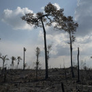Brazil_Amazon_Fires_07320.jpg