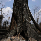 Brazil_Amazon_Fires_40730.jpg