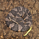 Mokassin-Baby-GuentherHulla1.jpg
