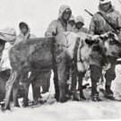 Greber Hans Rentiere Finnland.jpg