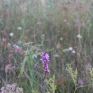 IMG_1252.JPG
