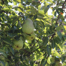 IMG_9245.JPG