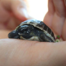 Schildkröte in NÖ gefunden