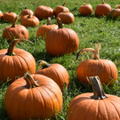 VN9_0019.JPG