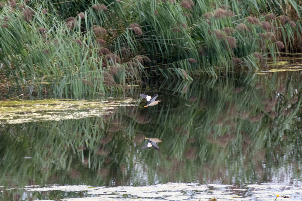 Rohrdommel_ Fotonachweis_ Epp G__nther.jpg