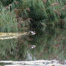 Rohrdommel_ Fotonachweis_ Epp G__nther.jpg