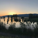 Schleienl__cher 2018.jpg