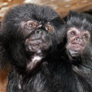 Springtamarin1-GuentherHulla.jpg