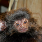 Springtamarin2-GuentherHulla.jpg