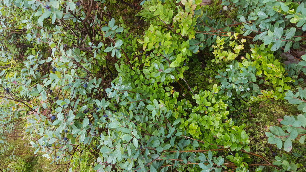 Heidelbeere und Rauschbeere.jpg